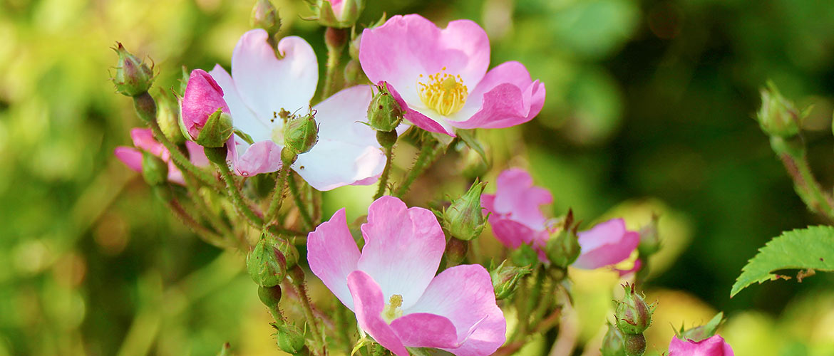 Ansicht einer Heckenrose